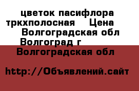  цветок пасифлора тркхполосная  › Цена ­ 150 - Волгоградская обл., Волгоград г.  »    . Волгоградская обл.